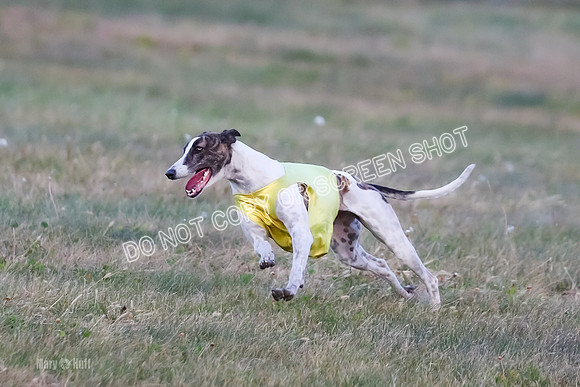 Prelim Open 1, Bullet Mayhem-8734