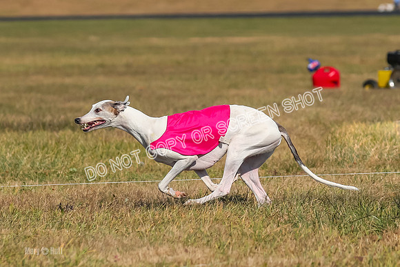 Run-Offs-BOB-0174
