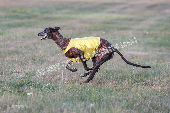 Prelim Vet 1, Billie-8826