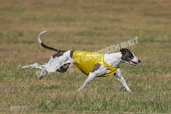 Run-Offs-BOB-0216