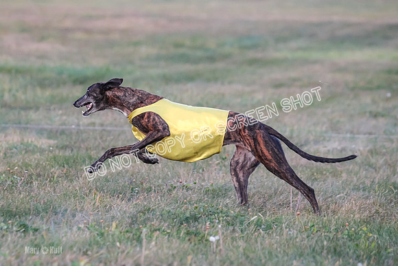 Prelim Vet 1, Billie-8827