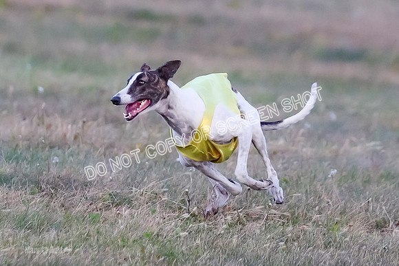 Prelim Open 1, Bullet Mayhem-8732