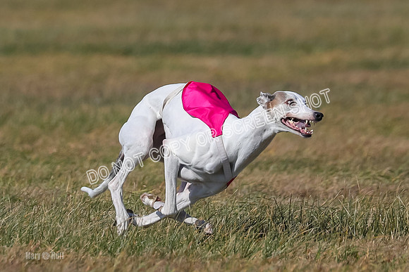 Run-Offs-BOB-0199