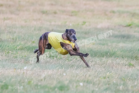 Prelim Vet 1, Billie-8798