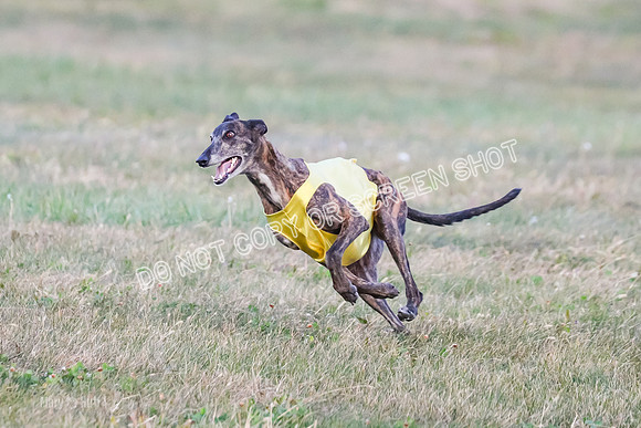Prelim Vet 1, Billie-8808