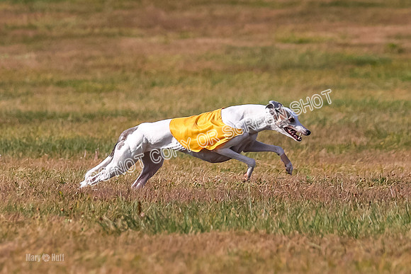 Finals Fch 1, Alice Summertime-9473