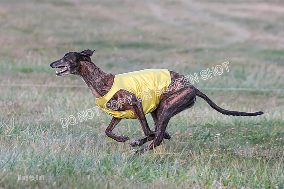 Prelim Vet 1, Billie-8821