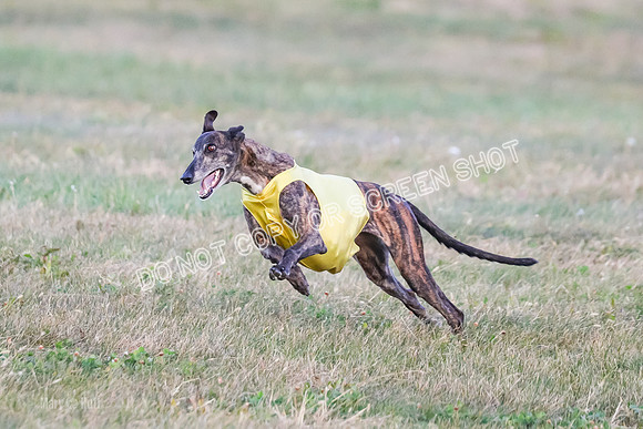 Prelim Vet 1, Billie-8809