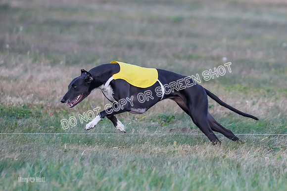 Prelim Fch 1, Summertime Alice-8777