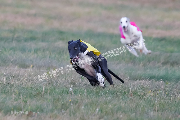 Prelim Fch 1, Summertime Alice-8763
