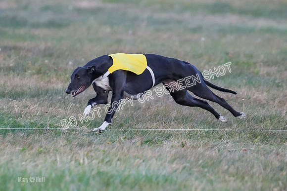 Prelim Fch 1, Summertime Alice-8775