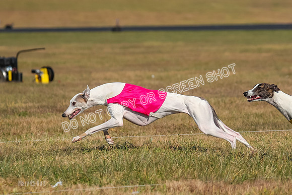 Run-Offs-BOB-0171
