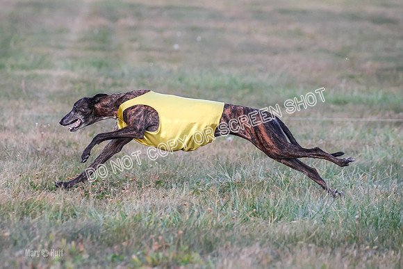 Prelim Vet 1, Billie-8823