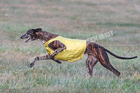 Prelim Vet 1, Billie-8822
