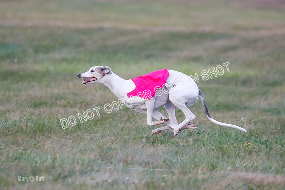 Prelim Fch 1, Summertime Alice-8786