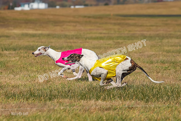 Run-Offs-BOB-0182
