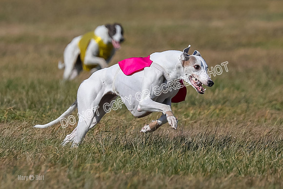 Run-Offs-BOB-0196