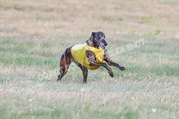 Prelim Vet 1, Billie-8797