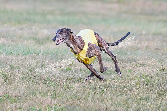 Prelim Vet 1, Billie-8807