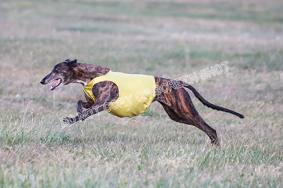 Prelim Vet 1, Billie-8812