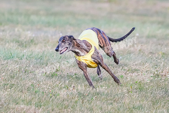 Prelim Vet 1, Billie-8806