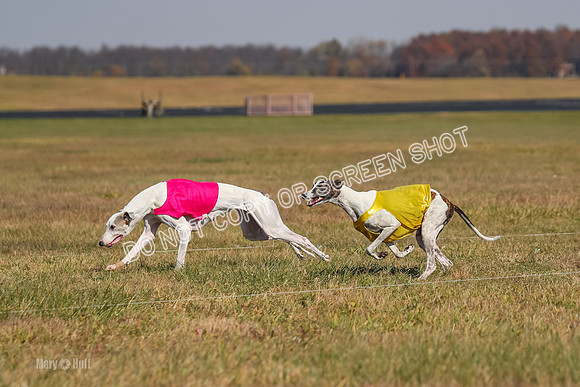 Run-Offs-BOB-0168