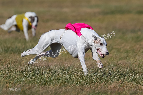 Run-Offs-BOB-0197