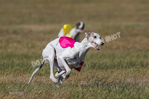 Run-Offs-BOB-0195