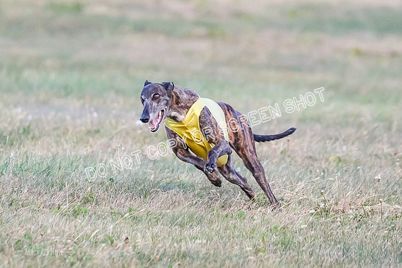 Prelim Vet 1, Billie-8804