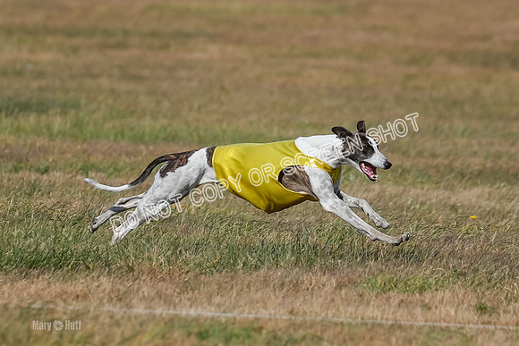 Run-Offs-BOB-0208