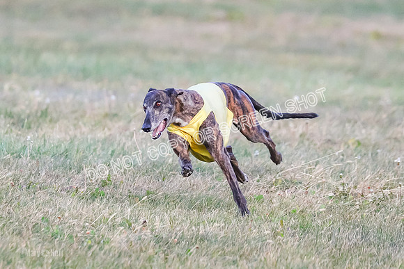 Prelim Vet 1, Billie-8805