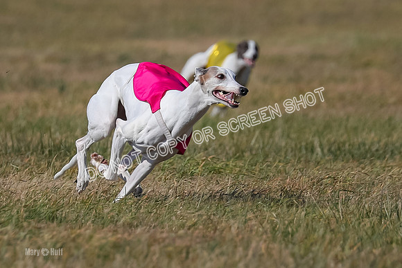 Run-Offs-BOB-0194