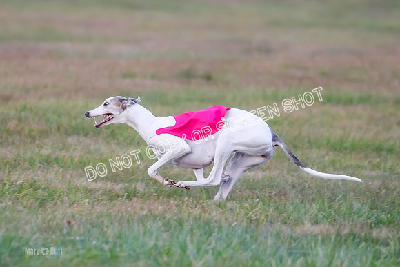 Prelim Fch 1, Summertime Alice-8790