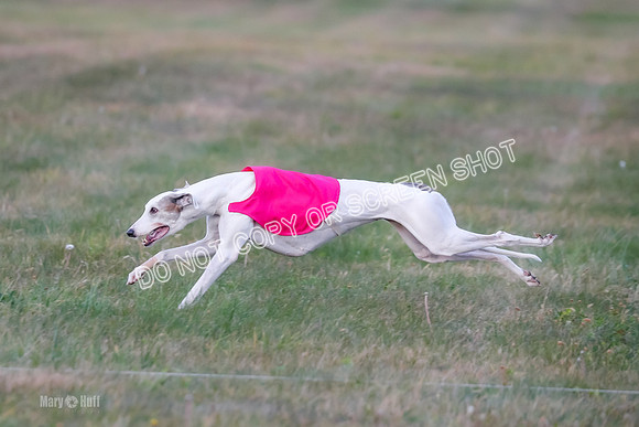 Prelim Fch 1, Summertime Alice-8784