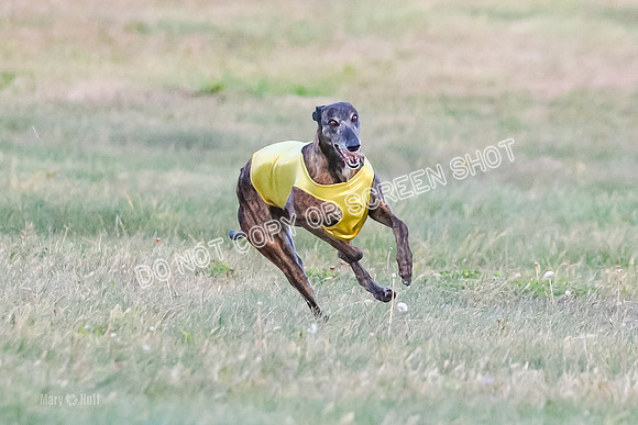 Prelim Vet 1, Billie-8801