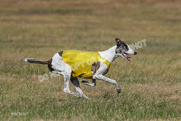Run-Offs-BOB-0218