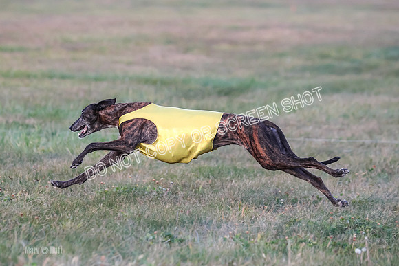 Prelim Vet 1, Billie-8828