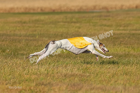 Finals Fch 1, Alice Summertime-9485