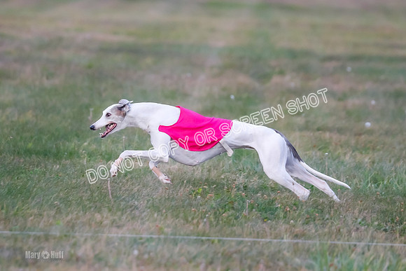 Prelim Fch 1, Summertime Alice-8783