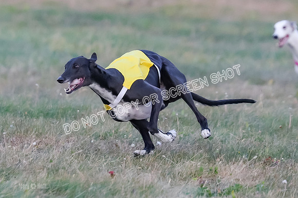 Prelim Fch 1, Summertime Alice-8768