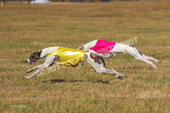 Run-Offs-BOB-0187