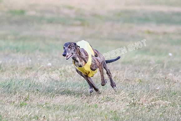 Prelim Vet 1, Billie-8802