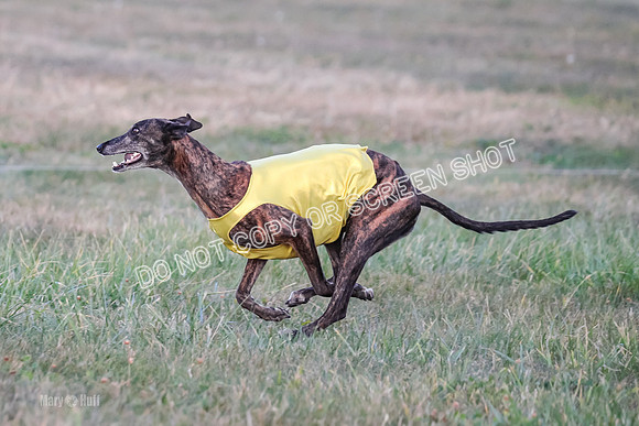 Prelim Vet 1, Billie-8816