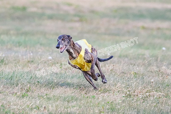 Prelim Vet 1, Billie-8803