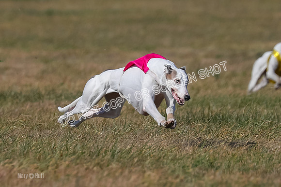 Run-Offs-BOB-0192