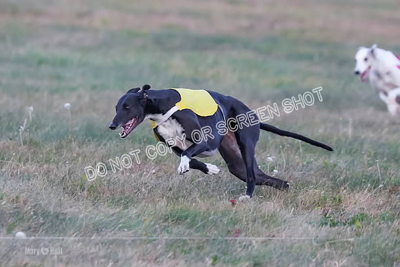 Prelim Fch 1, Summertime Alice-8769