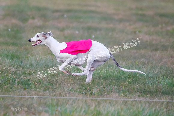 Prelim Fch 1, Summertime Alice-8782