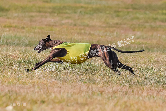 Finals Vet 1, Billie-9526