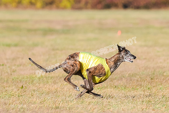 Finals Vet 1, Billie-9509