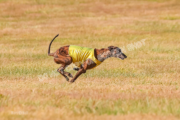 Finals Vet 1, Billie-9496